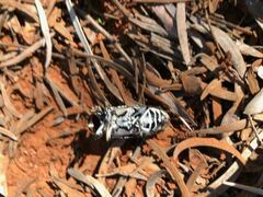 Rhytiphora saundersii