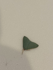 Prasinocyma ocyptera