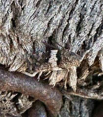 Lepidoscia heliochares