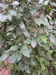 Maesa perlaria formosana