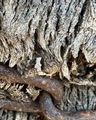 Lepidoscia heliochares