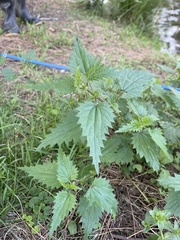 Urtica incisa