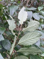 Maesa perlaria formosana