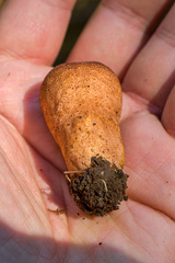 Rhizopogon