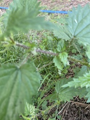 Urtica incisa