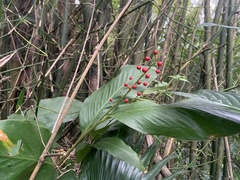 Alpinia intermedia