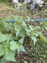 Urtica incisa