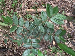Lasianthus