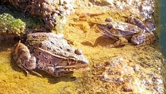 Lithobates yavapaiensis