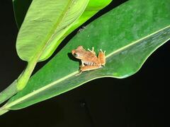 Boana calcarata