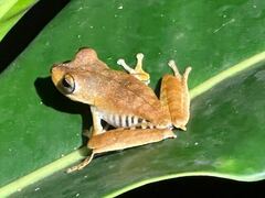 Boana calcarata