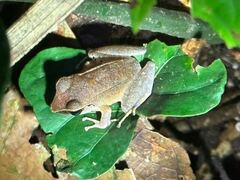 Pristimantis peruvianus