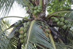 Cocos nucifera