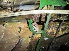 Pristimantis peruvianus