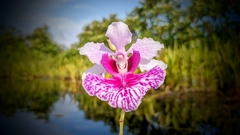 Papilionanthe hookeriana