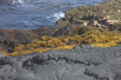 Ahnfeltiopsis concinna