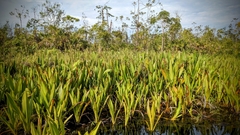 Papilionanthe hookeriana