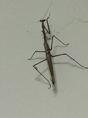 Archimantis quinquelobata
