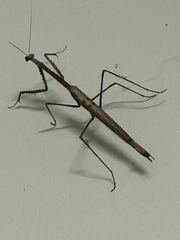 Archimantis quinquelobata