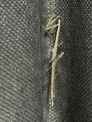 Archimantis quinquelobata