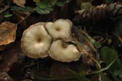 Clitocybe metachroa