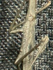 Archimantis quinquelobata