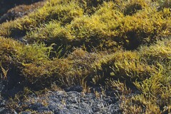 Ahnfeltiopsis concinna