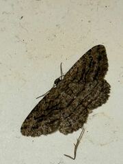 Zermizinga sinuata