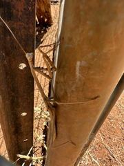 Archimantis quinquelobata