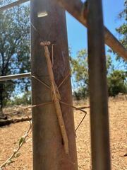 Archimantis quinquelobata
