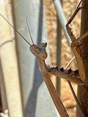 Archimantis quinquelobata