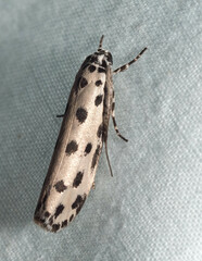 Ethmia sphaerosticha