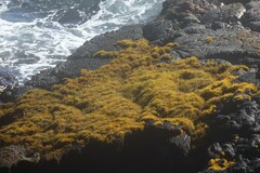 Ahnfeltiopsis concinna