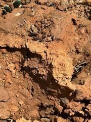 Paederus cruenticollis