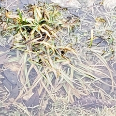 Sparganium angustifolium