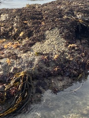 Anthopleura elegantissima