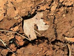 Paederus cruenticollis