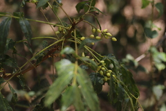 Brucea antidysenterica