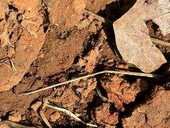 Paederus cruenticollis