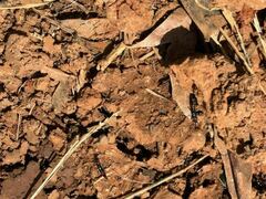 Paederus cruenticollis