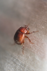 Odonteus