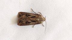 Agrotis biconica