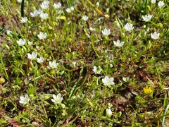 Sabulina californica