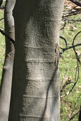 Celtis caucasica