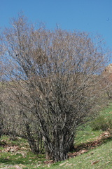 Celtis caucasica