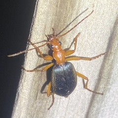 Brachinus