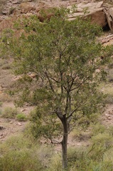 Celtis caucasica