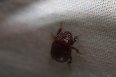 Odonteus