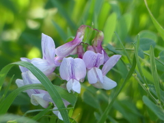 Lathyrus vestitus