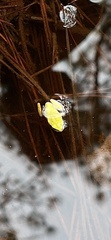 Hyla